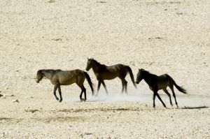 Namibian Desert Horses at Garub Pan  Aus
